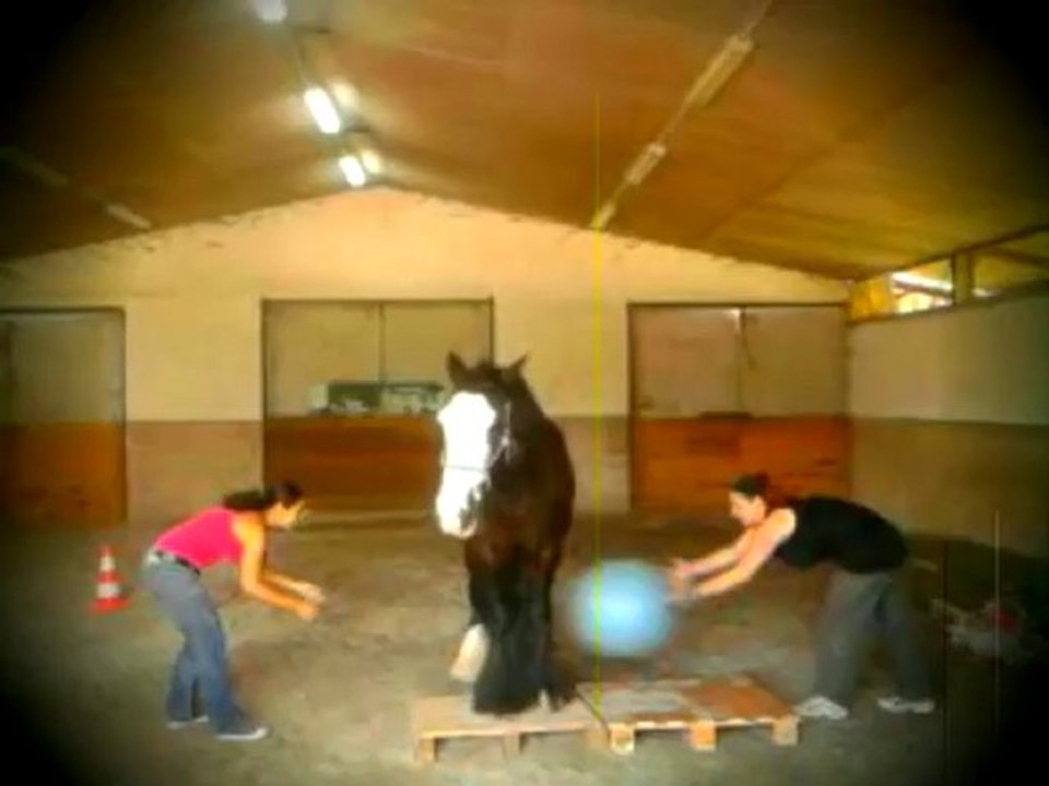 Horse Volley Ball !