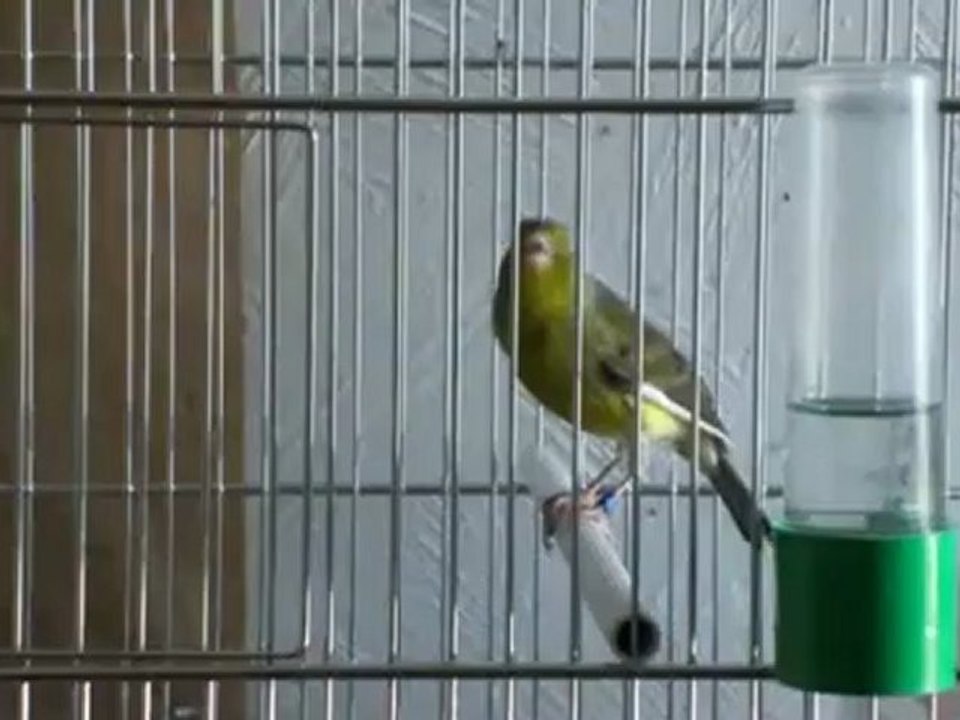 timbrado discontinu 2011