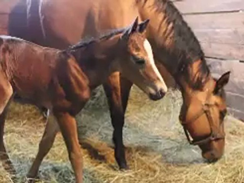 Poulain de Little Sting Olena et de Ga Two Lena 2012