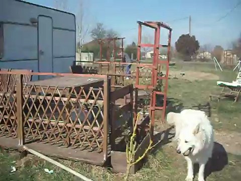 002.......FO PAS J OUBLIE AUSSI MES AMIS LES CHIENS EUX AUSSI FONT PARTIE DE LA FAMILLE JE LES AIME TRO TRO GENTILLES MAIS LA NUIT TRES BONS CHIENS DE GARDE J AI PAS PEUR