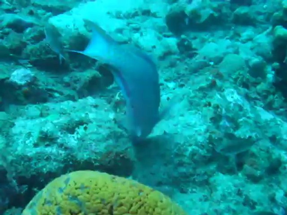 2012 05 26 La promenade du perroquet