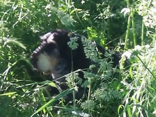 TROMPETTE 26 mai 2012 à Gravelle.