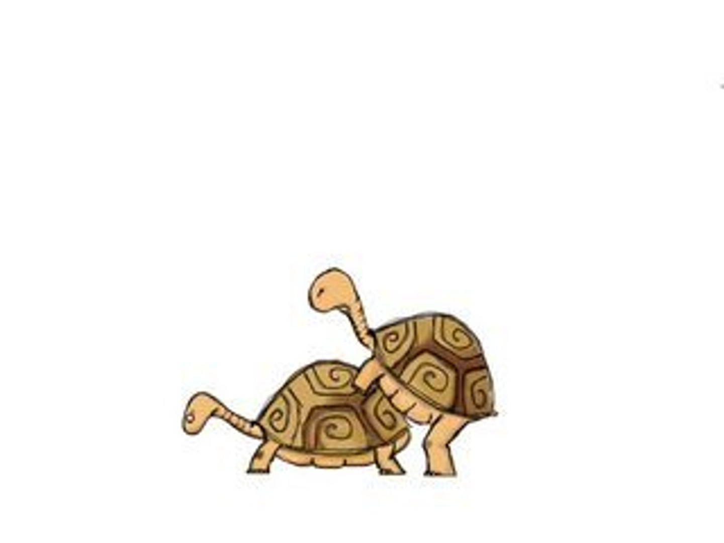 ⁣turtle