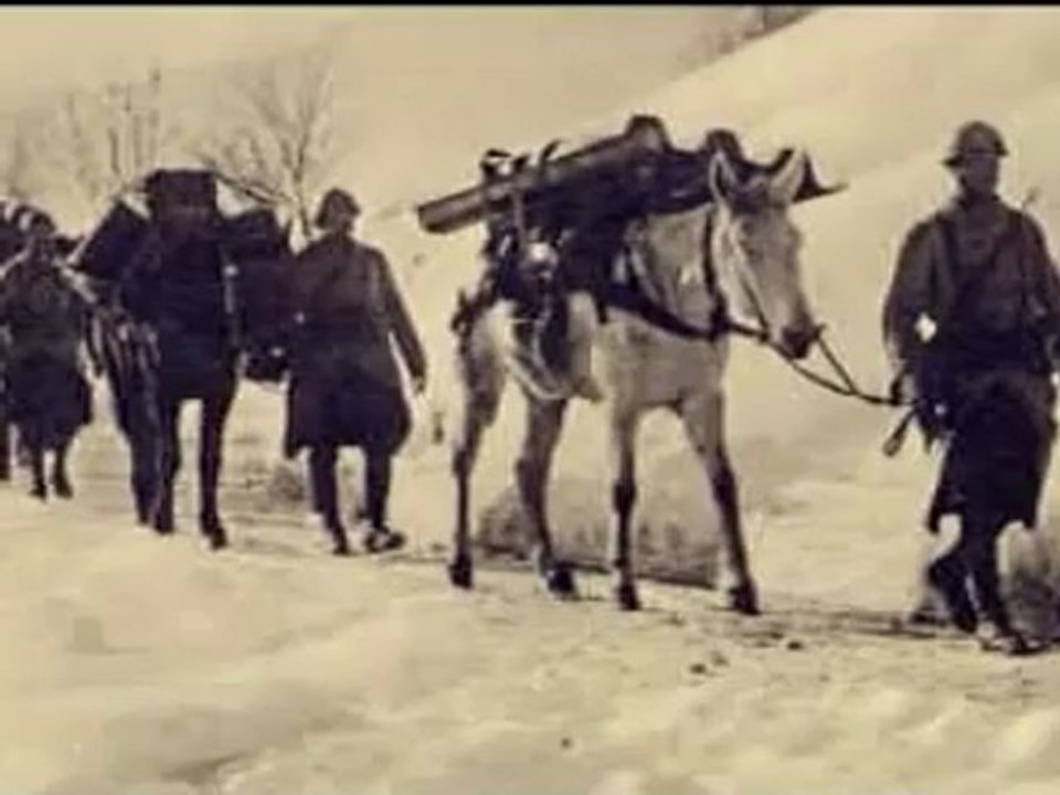 Les animaux dans la guerre - les Mulets