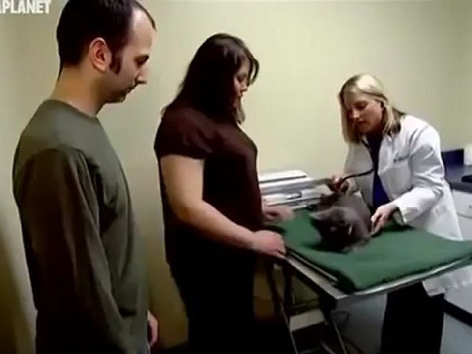 Русская голубая кошка