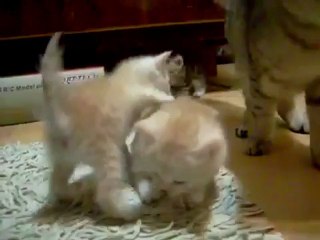 Маленькие кошки