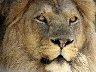 Nasheed à Notre Cheykh Bien aimé