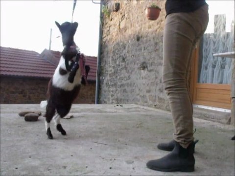 Progrès de Scrat au dressage 2