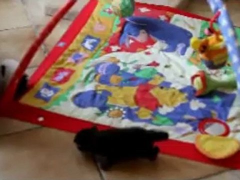 les chatons découvrent le parc! mai 2012