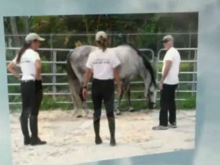 Equulibrium Miami What Is Equine Therapy Dr Faubel (954) 661