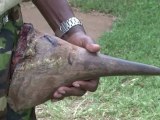 جمع تبرعات لانقاذ وحيد القرن بدأت في جنوب افريقيا