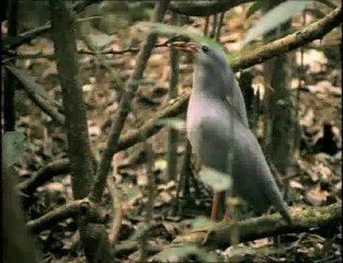 A madarak élete - David Attenborough 6/10