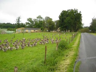 Rasso 2012 - Le Périgord et ses oies en liberté