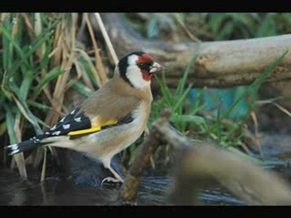 AMAR EZZAHI (né Amar Aït Zaï) - YEL MAKNINE EZZINE -MONALIZA007
