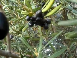 Récolte des olives dans l’Atlas blidéen