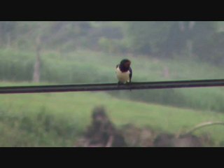 Hirondelle Rustique (chanteur)