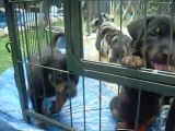 Chiots Beaucerons