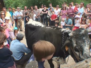 Traite de la Vache à l'Ecomusée de Ungersheim