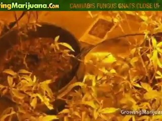 Cannabis Fungus Gnats Close Up (Macro) - Growing Marijuana