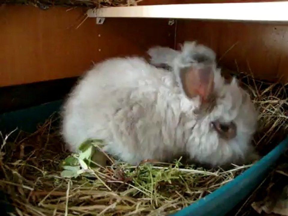 24_07 871 ASHLEY ma lapine angora anglaise grandit...