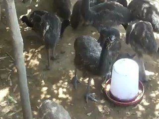 Emu Farming ,099159-66601,09041406660 VPO.Qila Nau Dist. Faridkot