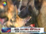 Özel eğitimli köpekler terör örgütünün zulasını bulacak - 27 mayıs 2012