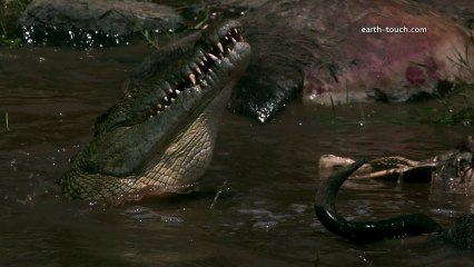 Wild Warp - Nile Crocodile