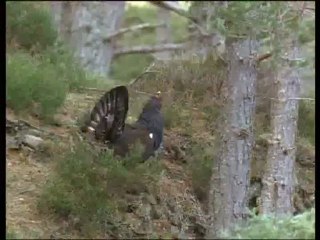 A madarak élete - David Attenborough 7/10