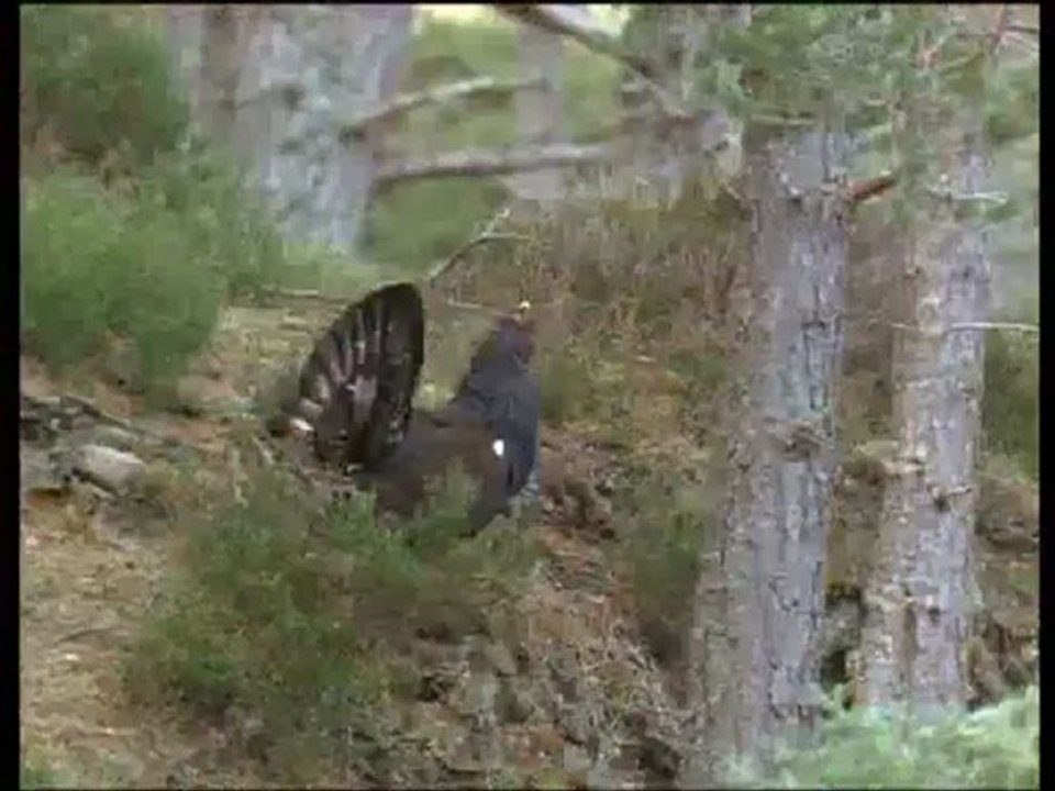 A madarak élete - David Attenborough 7/10