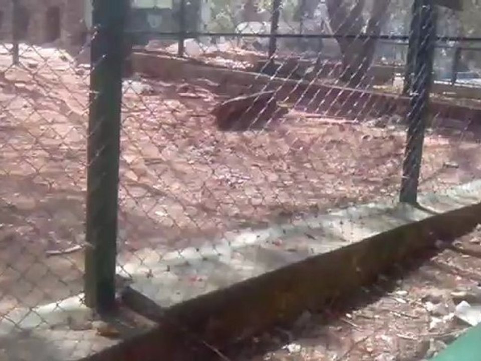 Restless Leopard