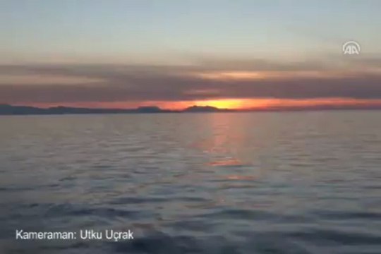 Kum köpek balıkları