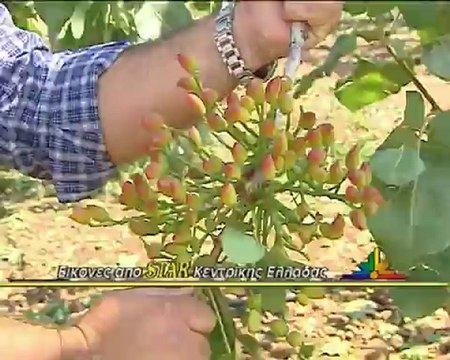 Το χαλάζι σάρωσε τα πάντα στην Λοκρίδα
