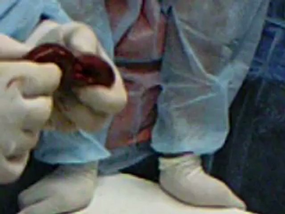 Atividade prática no laboratório ! Dissecação do rim e do estômago  de um mamífero
