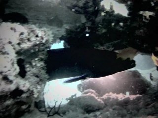 One Day WIth Amis des Maldives -  720p