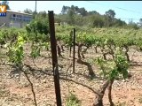 6.000 hectares de vignes varoises détruites par la grêle