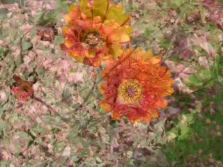 regard sur les fleurs