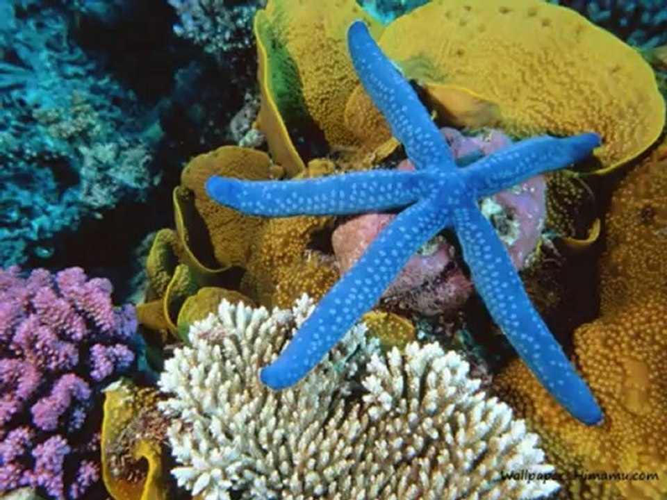 RONDO  VENEZIANO  (  BLU  OLTREMARE  /  Yamaha  Tyros 2  )