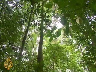 Brunei's oil 'saving' its rainforests - 11 Sep 09