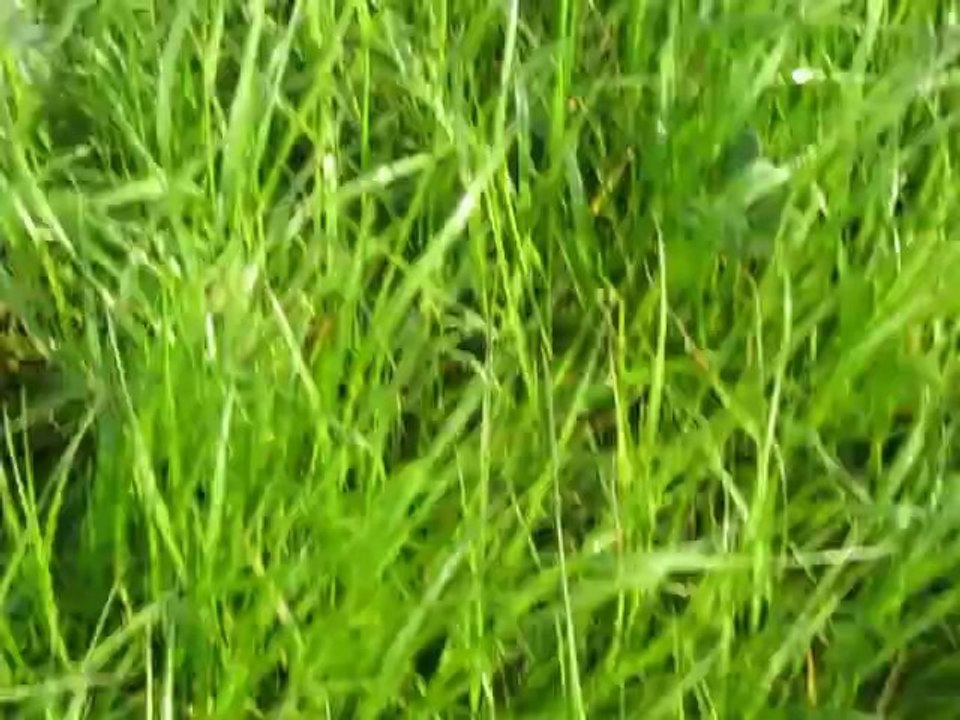 jeu dalma mai1