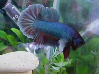 Jeune plakat big ears né le 27 décembre 2011