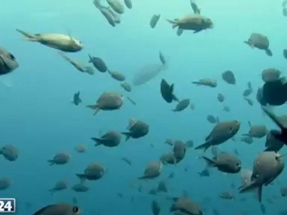 Unser blauer Planet - Im Bann von Ebbe und Flut - Natur & Wildlife - (BBC EXCLUSIV) - N24 Doku