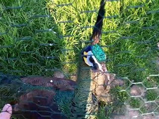 Kodak Playfull Ze1 spicifère