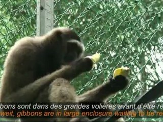 Ep 1/3 : Kalaweit Wildlife Rescue