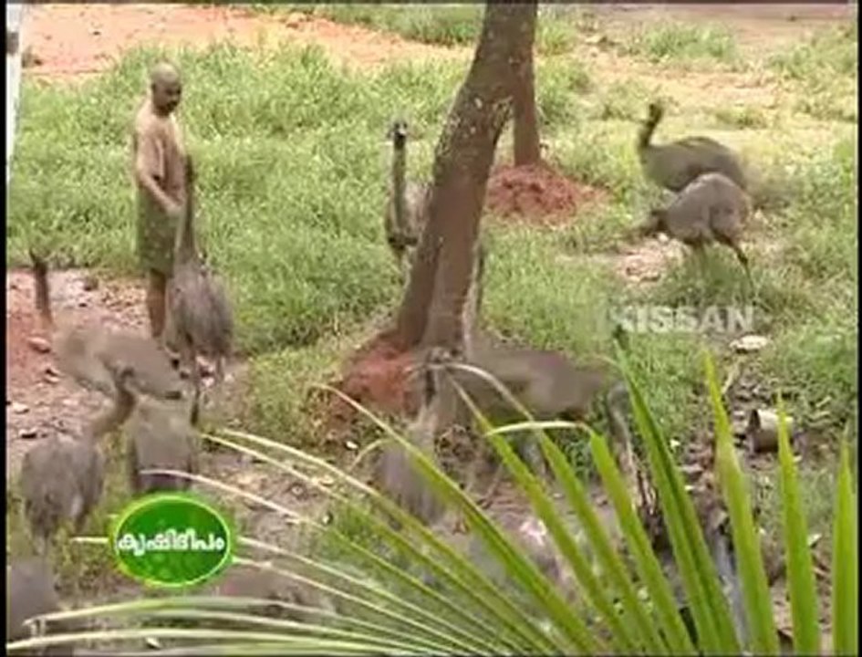 Kissan krishideepam v and v emu farm thiruvalla pathanamthitta part 2.flv