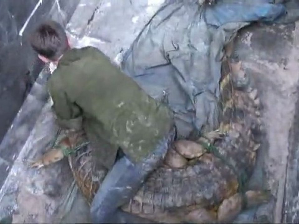 Ep 3/3 : Kalaweit Wildlife Rescue