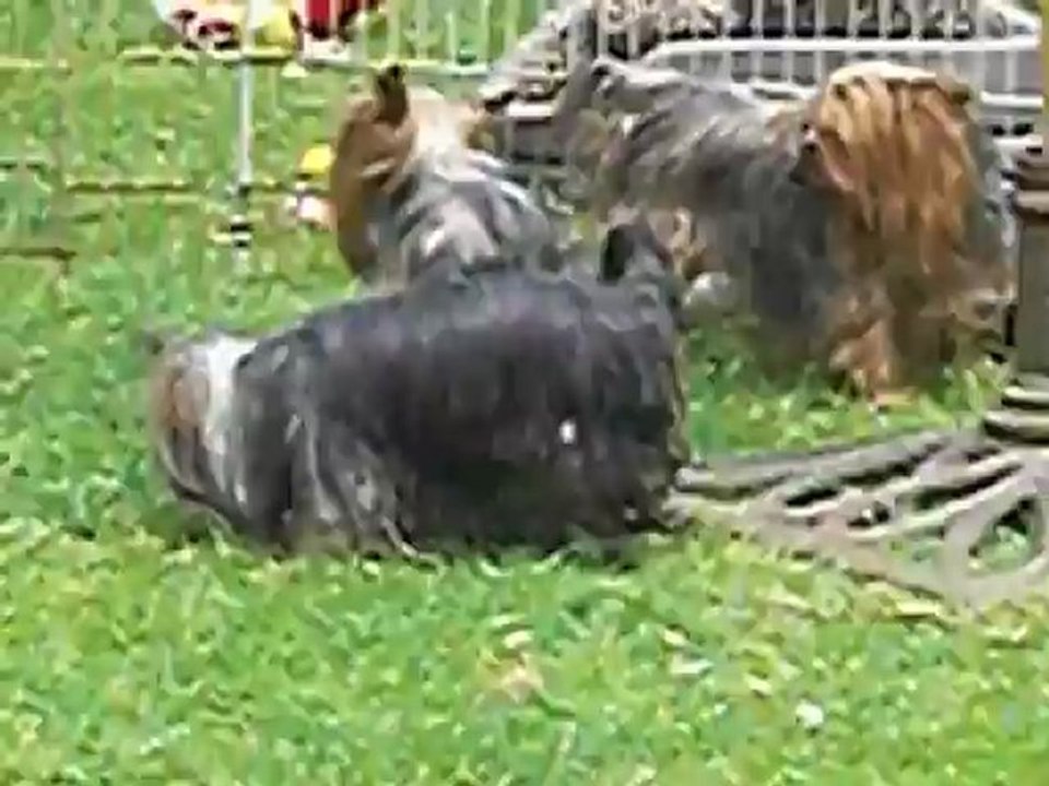 ROMEO & JULIETTE 26 mai 2012