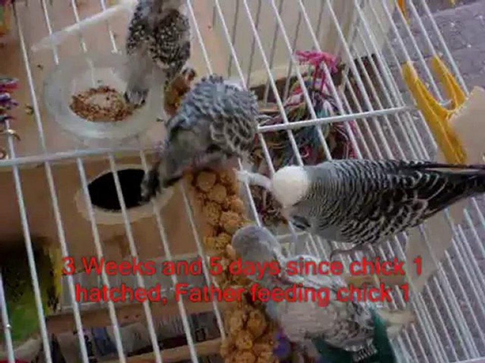 New born baby Budgies (budgerigar) EMU 1 day to 5 weeks with titles and ATB till i come fibroz