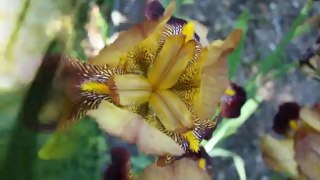 Val de Loire, visiter le jardin des iris du château de Morchêne, à St Cyr en Val