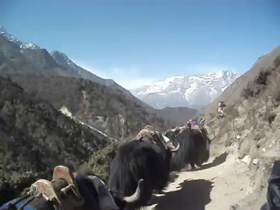 Everest Base Camp Trek : Yaks