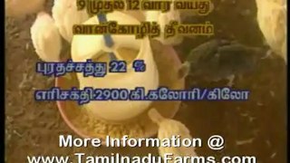 TURKEY FARMING PART - II by www.TamilnaduFarms_com